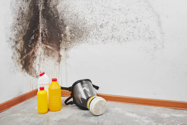 Mold Removal and Inspection in Ionia, MI