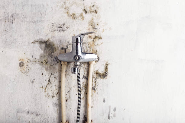 Best Mold Removal Company Near Me  in Ionia, MI