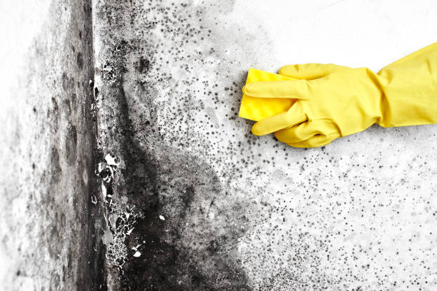 Best Crawl Space Mold Removal  in Ionia, MI