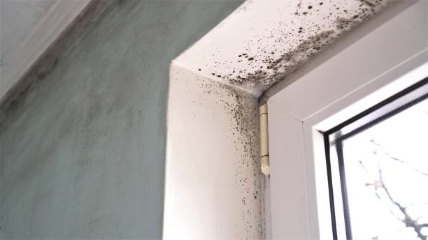 Best Toxic Mold Removal  in Ionia, MI