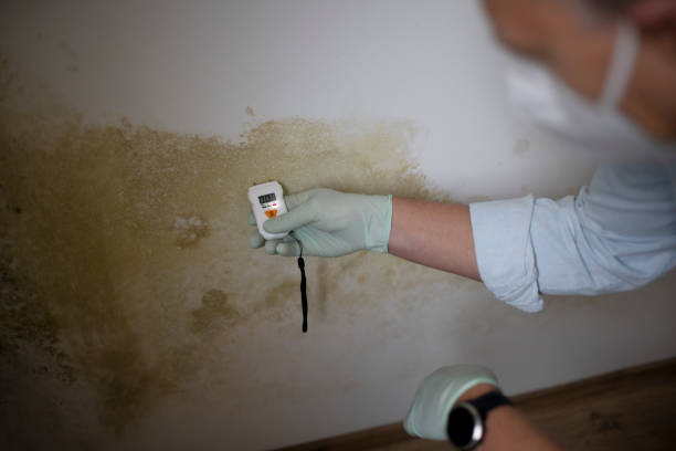 Best Office Mold Removal Services  in Ionia, MI
