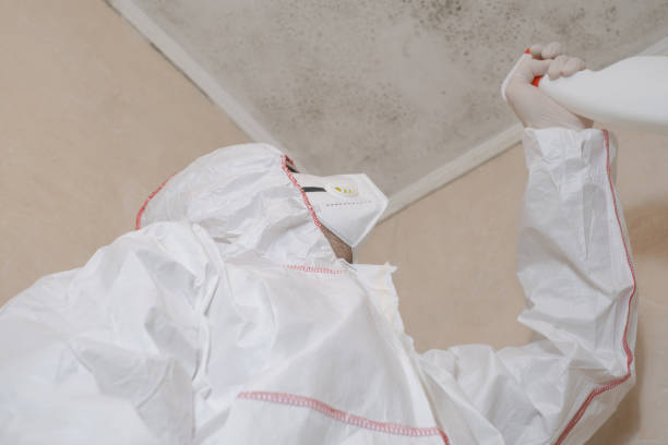 Home Mold Removal in Ionia, MI