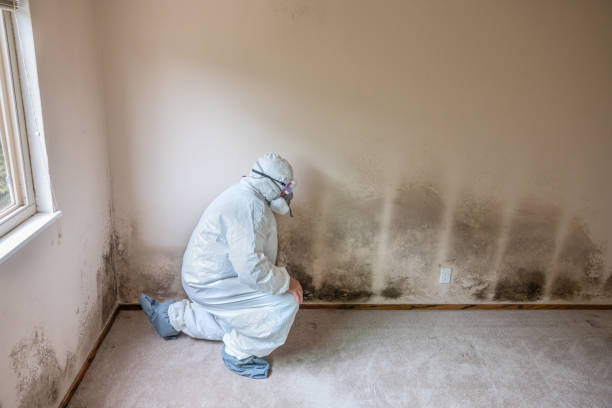 Mold Removal and Inspection in Ionia, MI