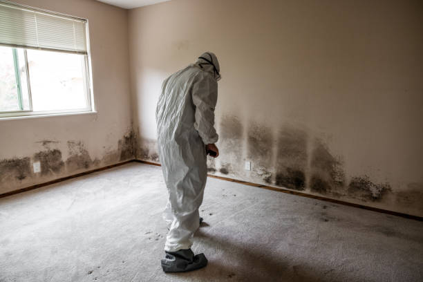 Best Mold Removal and Inspection  in Ionia, MI