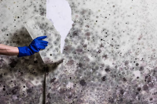Best Fast Mold Removal  in Ionia, MI