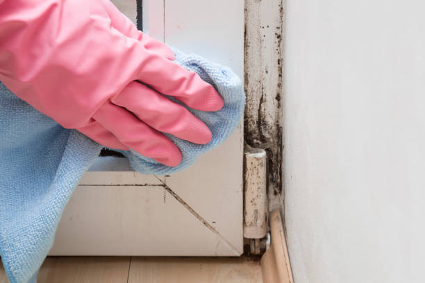 Mold Testing and Removal in Ionia, MI