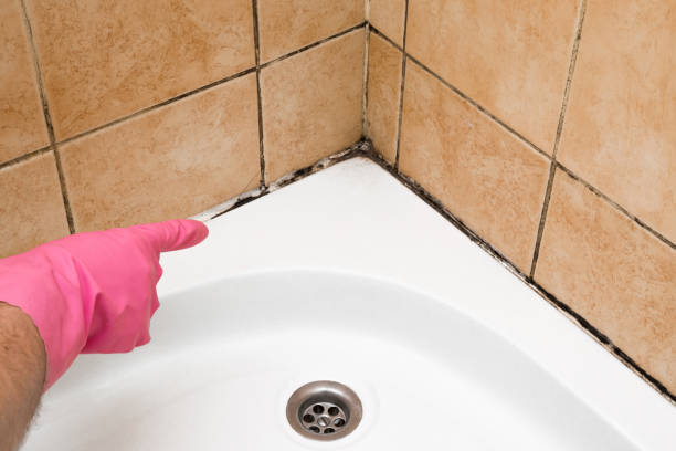 Best Crawl Space Mold Removal  in Ionia, MI